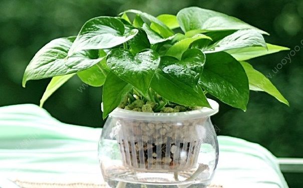 辦公室白領(lǐng)吃哪些食物可以抗輻射？工作中怎樣可以減少輻射？(1)