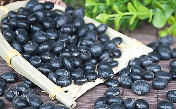 黑豆煎染發(fā)劑用什么醋？醋煎黑豆真能染發(fā)嗎？(1)