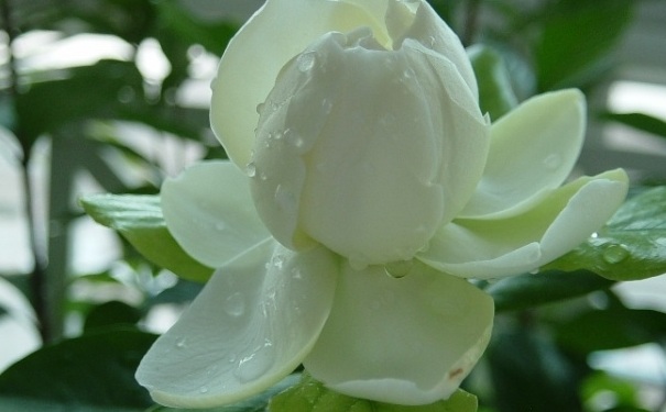梔子花養(yǎng)在室內(nèi)好嗎？梔子花養(yǎng)在家里好嗎？(1)