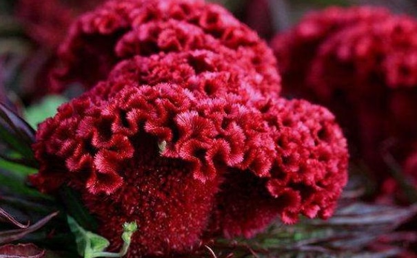 哪些鮮花可以治?。旷r花的藥用價(jià)值有哪些？(1)