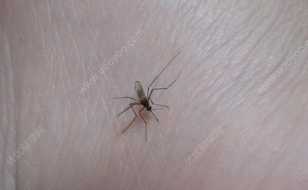夏天蚊子太多怎么防蚊？夏天防蚊子的方法有哪些？(1)