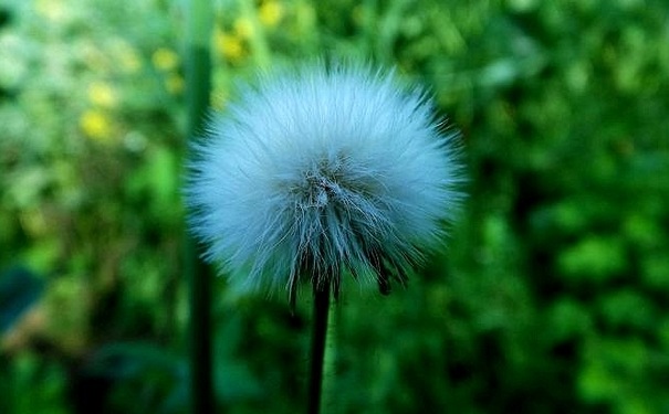 蒲公英開(kāi)花后還能吃嗎？開(kāi)花的蒲公英可以吃嗎？(1)