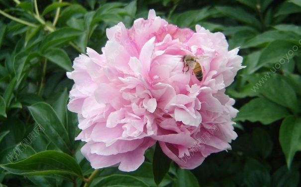 如何避免被蜜蜂蟄？野外被蜜蜂蟄傷怎么辦？(3)