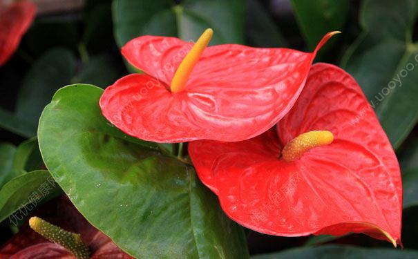 紅掌可以水養(yǎng)嗎？紅掌怎么養(yǎng)最好？(1)