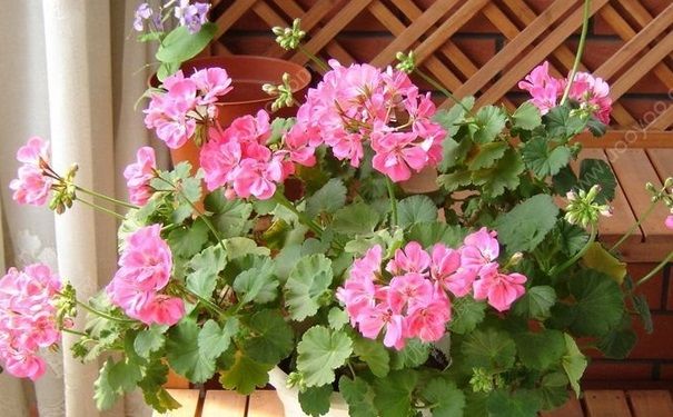 天竺葵的養(yǎng)殖方法 天竺葵怎么養(yǎng)好？(1)