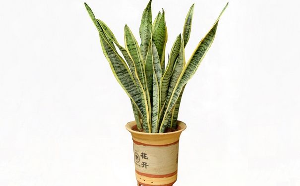 虎尾蘭怎么養(yǎng)？虎尾蘭的養(yǎng)殖方法和注意事項(xiàng)(1)