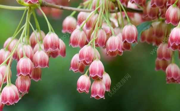 風鈴花怎么種？風鈴花的養(yǎng)殖技巧(1)