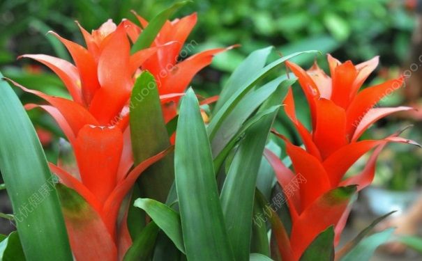 鳳梨花的養(yǎng)殖方法 鳳梨花怎么養(yǎng)？(1)