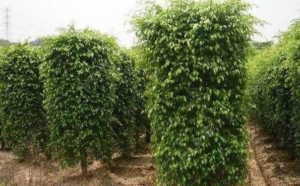 垂葉榕怎么養(yǎng)？垂葉榕的養(yǎng)殖技巧(1)