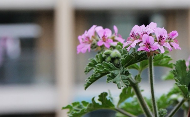 哪些植物能夠驅(qū)蚊？房間蚊子多擺什么植物好？(1)