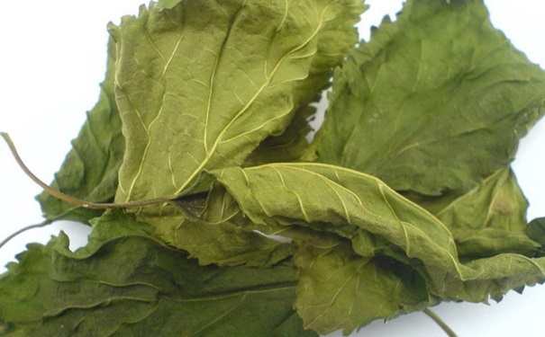 桑葉有什么功效？桑葉茶有什么功效？(1)