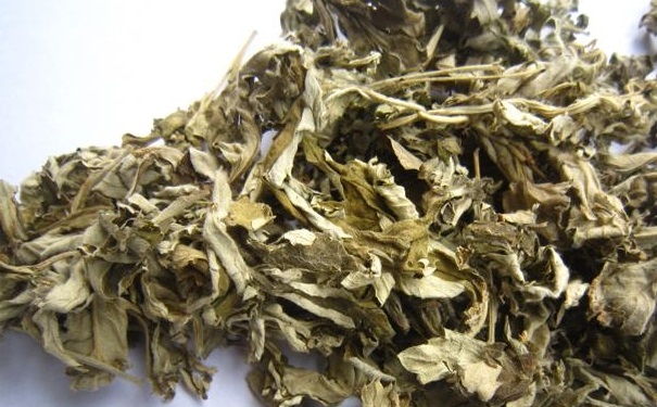 艾葉的藥用價值是什么？艾葉具有哪些養(yǎng)生功效？(1)