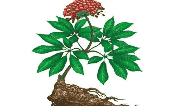三七花能治療什么疾??？吃三七注意什么？(1)