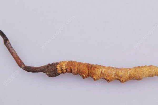 天價(jià)蟲(chóng)草不抗癌？冬蟲(chóng)夏草到底能不能抗癌？(2)