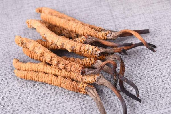 天價(jià)蟲(chóng)草不抗癌？冬蟲(chóng)夏草到底能不能抗癌？(4)