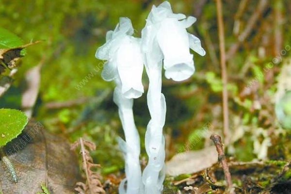 湖南現(xiàn)罕見水晶蘭，傳說中的“冥界之花”，水晶蘭藥用價值(1)
