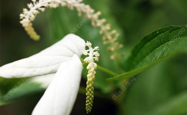 三百草有什么藥用價(jià)值？三百草的藥用價(jià)值(1)