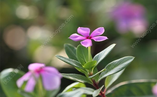 長(zhǎng)春花有毒嗎？長(zhǎng)春花的功效與作用(1)