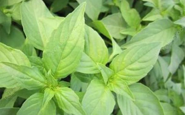 荊芥有毒嗎？荊芥的藥用價值(1)