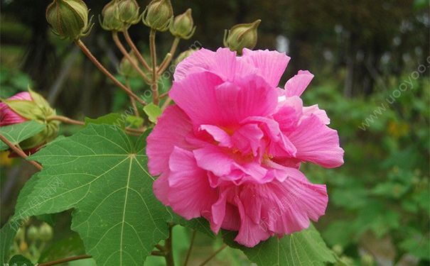 木芙蓉葉有什么功效？木芙蓉葉的功效與作用(1)