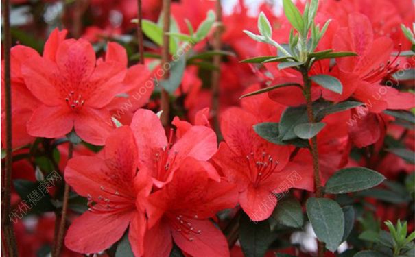 滿(mǎn)山紅有什么功效？滿(mǎn)山紅的功效與作用(1)