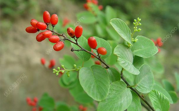 兒茶是什么？兒茶的功效與作用(1)