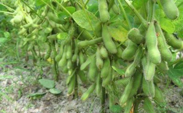 大豆黃卷有什么功效？大豆黃卷的功效與作用(1)