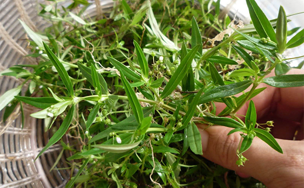 白花蛇舌草入藥有什么作用？白花蛇舌草有哪些藥用功效？(1)