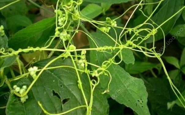 菟絲子是什么？菟絲子是什么植物？(1)