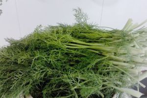 秋天陽臺撒點(diǎn)種子，長出來的“菜”，用來包包子，好吃不貴