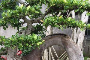 “榕樹”也能當(dāng)盆栽？那當(dāng)然，還特別好養(yǎng)，擺在家里可有氣勢了