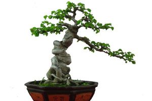 什么樹樁做盆景最好？學(xué)會(huì)這三點(diǎn)！