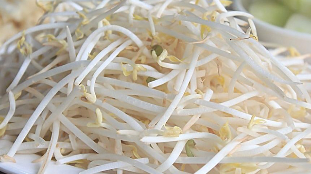 給豆子灑點(diǎn)水，3天就長成豆芽，炒菜好滋味！