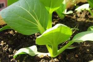 陽(yáng)臺(tái)種這“3種”菜，平時(shí)灑灑水，30天就能上餐桌