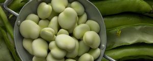 蠶豆種子怎么種 要挑選成活率高，抗病率強(qiáng)的品種