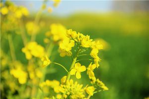 陽(yáng)臺(tái)種植油菜的方法 關(guān)鍵要選擇合適的油菜種子