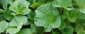 陽臺(tái)怎么種植冬寒菜？種植冬寒菜的最佳時(shí)間是什么時(shí)候