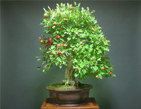 花椒