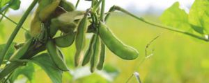 陽臺怎么盆栽毛豆？陽臺盆陽種植毛豆時間季節(jié)