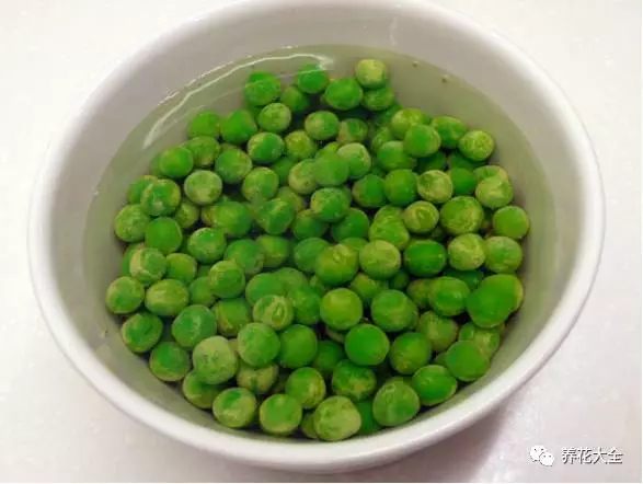 挑選健康飽滿的豌豆，在水中浸泡1天。