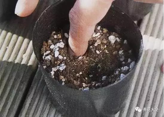 、把腐葉土和蛭石按照2:1的比例配置，放進(jìn)花盆中，用手挖一個(gè)淺淺的坑，把豌豆放進(jìn)去，掩埋好。