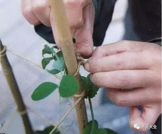 在豌豆長(zhǎng)到30厘米左右的時(shí)候，往花盆中插入一根小棍，用細(xì)布條把豌豆綁到棍子上