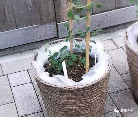 在豌豆開始在棍子上爬藤之后，就要追肥，每月給它施一次液肥，把它放在陽(yáng)光充足的陽(yáng)臺(tái)上。