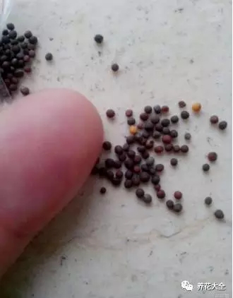 一般的小白菜都可以盆栽種植，保險(xiǎn)起見，最好選擇四季小白菜，播種的土壤要疏松透氣，里面可以加入一些有機(jī)肥。