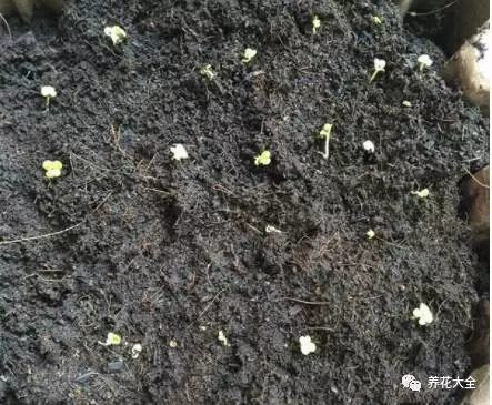 等種子吸飽水之后，就把種子灑在盆土表面，上面再覆蓋一層土壤，大約6-9天，小白菜就會(huì)出芽。