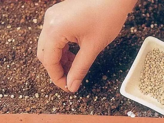 把菠菜種子點(diǎn)在土壤表面，種子上方再覆蓋一層薄薄的土壤。