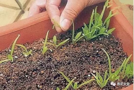 澆水澆透，把花盆放在散光通風(fēng)的地方，大約1周左右，種子就會(huì)發(fā)芽。