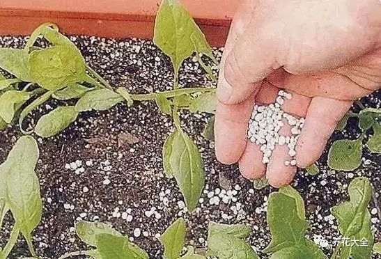 種子發(fā)芽后，要把花盆移到陽(yáng)光下，每半月施一次復(fù)合肥。