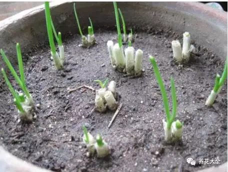 5-6天澆一次水，慢慢的，小蔥就會(huì)重新發(fā)芽。