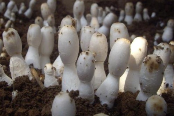 陽臺種植蘑菇的方法